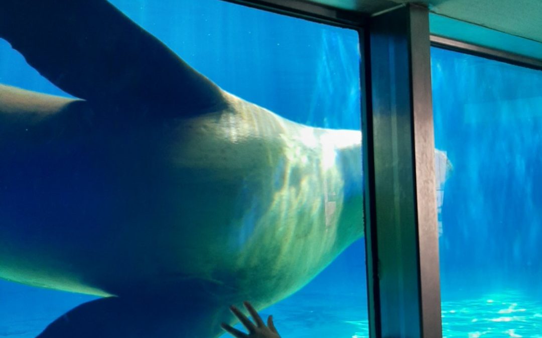 Prometni ZOO
